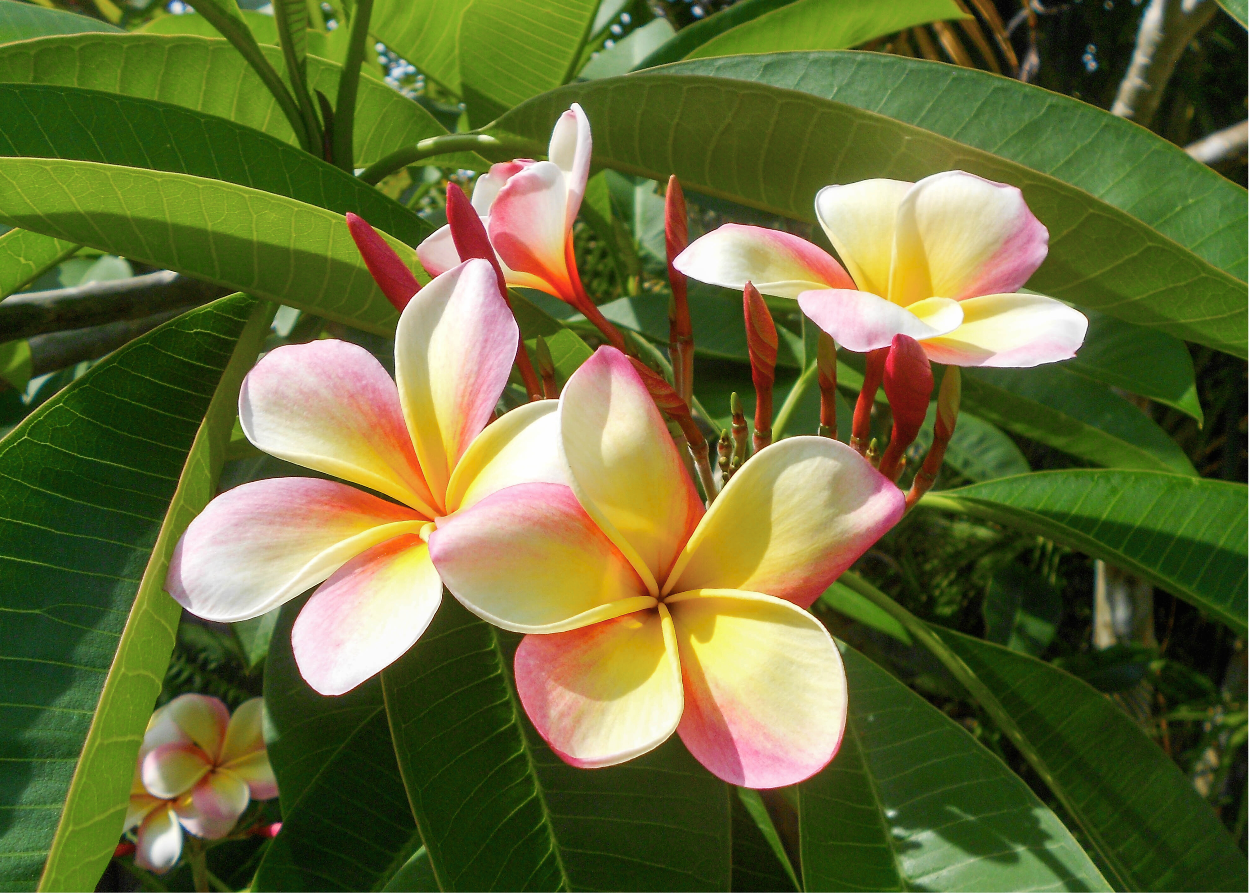 Plumeria Care Guide — Plant Depot